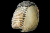 Fossil Ammonite In Septarian Nodule - Madagascar #113668-1